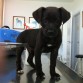 Rony en el veterinario